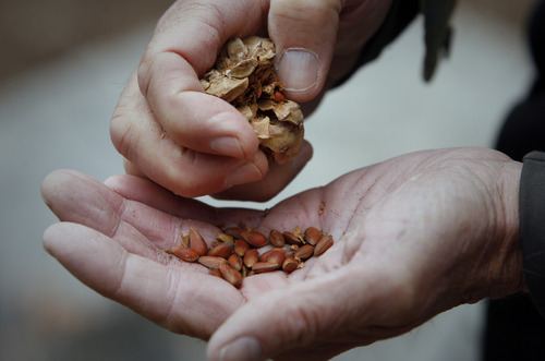 Rick Egan  | The Salt Lake Tribune 

Jesse Logan shows the seeds from a Whitebark Pine cone, in the Blue Ridge Mountains of Wyoming, Monday, October 1, 2012.