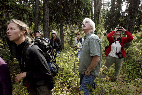 Rick Egan  |  The Salt Lake Tribune

Participants in the Whitebark Pine Symposium explore a forest near Kimberley, Alberta Canada, Saturday, September 15, 2012.