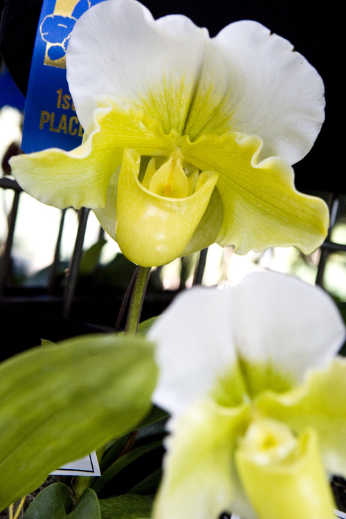 Keith Johnson | The Salt Lake Tribune

A Paphiopedilum In Charm Lovely orchid on display at the Utah Orchid Society's semi-annual show in November at Red Butte Garden in Salt Lake City.