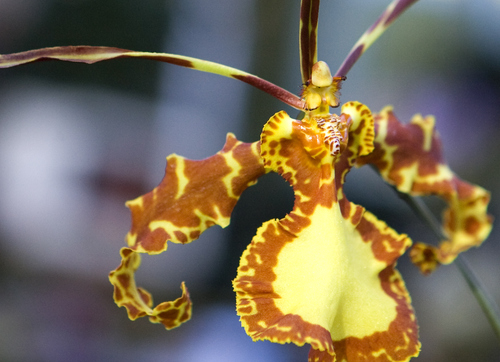 Keith Johnson | The Salt Lake Tribune
A Psycopsis Mendenhall "Hildos" orchid on display at the Utah Orchid Society's semi-annual show at Red Butte Garden in Salt Lake City.