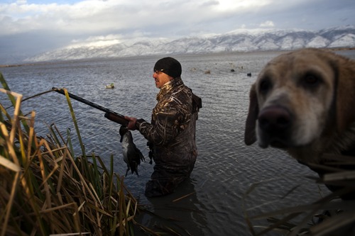 Chris Detrick  |  Tribune file photo 
Carl Taylor carries the pintail duck he shot back to his boat while duck hunting with his dog JB in Farmington Bay in November 2010. A report released Friday says hunting on and around the Great Salt Lake is worth $97 million a year to Utah's economy.