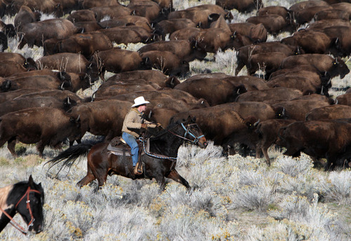 Francisco Kjolseth  |  The Salt Lake Tribune
Over 500 bison are moved into the corrals on Antelope Island during the 26th annual bison roundup on Friday, October 26, 2012.