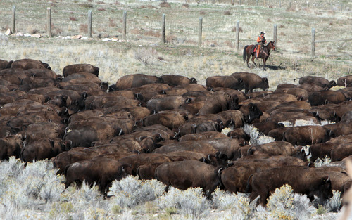 Francisco Kjolseth  |  The Salt Lake Tribune
Over 500 bison are moved into the corrals on Antelope Island during the 26th annual bison roundup on Friday, October 26, 2012.