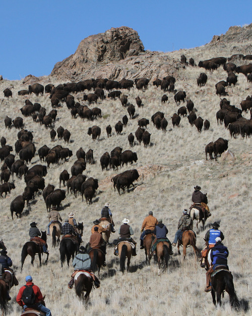 Francisco Kjolseth  |  The Salt Lake Tribune
Riders from near and far numbering 430 move a heard of over 500 bison from the rocky West side of Antelope Island during the 26th annual bison roundup on Friday, October 26, 2012.