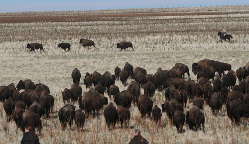Francisco Kjolseth  |  The Salt Lake Tribune
Riders from near and far numbering 430 move a herd of over 500 bison on Antelope Island during the 26th annual bison roundup on Friday, October 26, 2012.