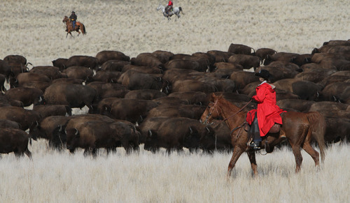 Francisco Kjolseth  |  The Salt Lake Tribune
Riders from near and far numbering 430 move a herd of more than 500 bison on Antelope Island during the 26th annual bison roundup on Friday, Oct. 26, 2012.