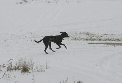 Scott Sommerdorf  |  The Salt Lake Tribune              
A dog frolics in the new snow falling at Alta Ski Area, Friday, November 8, 2012