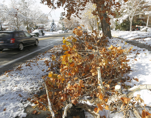 Al Hartmann  |  The Salt Lake Tribune
Broken tree branches from this weekend's snowstorm line the street along Third Avenue in Salt Lake City Monday, Nov. 12. Salt Lake City will pick up tree debris placed on curbs from Nov. 19-21.