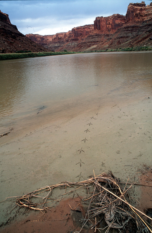Al Hartmann  |  The Salt Lake Tribune
Great Blue Heron tracks on the banks of the Green River in Labyrinth Canyon.