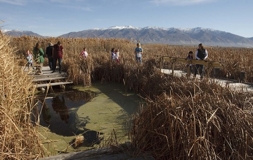 Leah Hogsten  |  The Salt Lake Tribune
Bluff Ridge Elementary second-graders tour the The Nature Conservancy's Great Salt Lake Shorelands Preserve, Wednesday, October 31, 2012. The Nature Conservancy and USU Botanical Center are announcing a new partnership to expand the Wings & Water Wetlands Education Program -- an award-winning initiative designed to bring elementary students on guided field trips to The Nature Conservancy's Great Salt Lake Shorelands Preserve and the USUBC's Wetland Discovery Point.