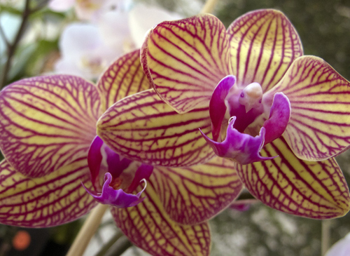 Keith Johnson  |  The Salt Lake Tribune
The Utah Orchid Society's annual show at Red Butte Garden in Salt Lake City featured orchids grown primarily in Utah with awards presented to the top orchids in each class.
