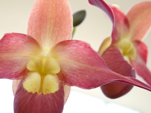 Keith Johnson  |  The Salt Lake Tribune
The Utah Orchid Society's annual show at Red Butte Garden in Salt Lake City features orchids grown primarily in Utah with awards presented to the top orchids in each class.