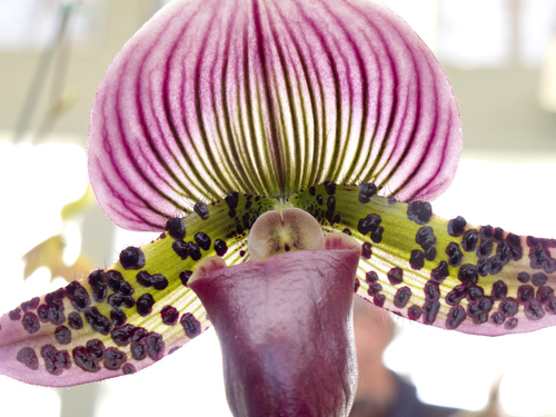 Keith Johnson  |  The Salt Lake Tribune
The Utah Orchid Society's annual show at Red Butte Garden in Salt Lake City features orchids grown primarily in Utah with awards presented to the top orchids in each class.