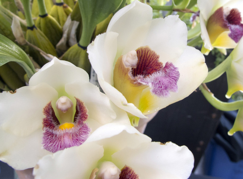 Keith Johnson | The Salt Lake Tribune

Utah Orchid Society's annual show and sale at Red Butte Garden in Salt Lake City in April.