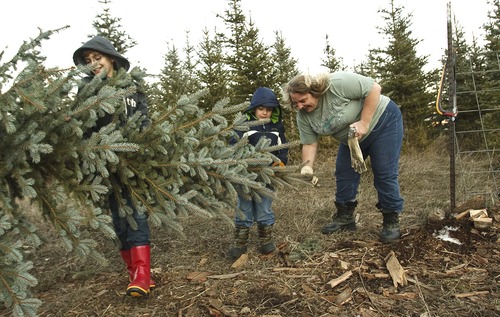 Leah Hogsten  |  The Salt Lake Tribune
Brenda Sandberg, of Ogden, shares a laugh with her grandson Landon Prett, center, and her nephew Mason Crawford, who's visiting from out of town, as they carry their freshly cut Christmas tree Saturday at Robinson's Tree Farm in Fountain Green.