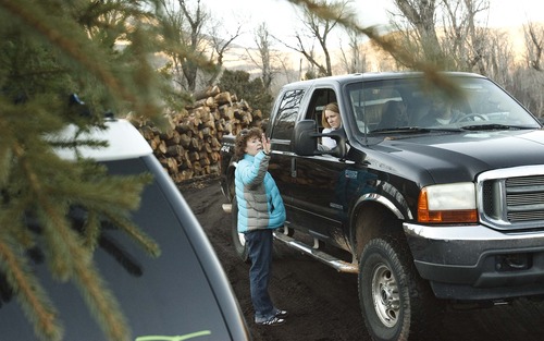 Leah Hogsten  |  The Salt Lake Tribune
Jeannie Robinson directs traffic at the family's tree farm Saturday November 24, 2012 in Fountain Green.