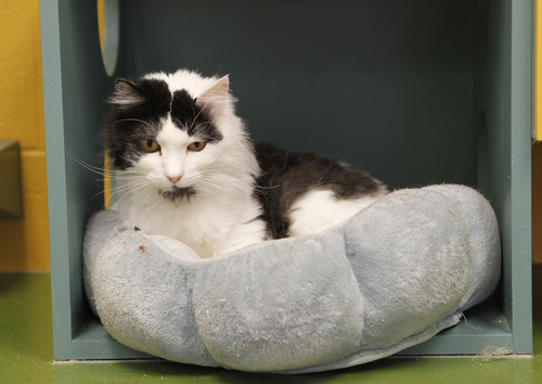 Al Hartmann  |  The Salt Lake Tribune
"Maru", a 12-year-old neutered male cat relaxes in his cubby hole at the West Valley City Animal Shelter.   He's housed in the senior citizen cat room with other older cats in a group living setting.  Any person over 59 1/2 can adopt animals over 6-years-old for free.  It includes spaying or neutering, a dental check up and blood work.  Best Friends Animal Society (BFAS) teamed up with the city earlier this year to eventually turn the community's animal shelter into a no-kill facility. That day could come soon.
