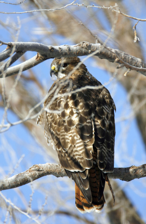 Al Hartmann  |  The Salt Lake Tribune 
A Red-Tailed Hawk keeps lookout from a tree near Stockton, Utah.