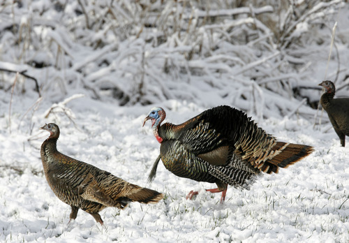 Al Hartmann  |  The Salt Lake Tribune
Wild Turkeys forage in fields near Huntsville.