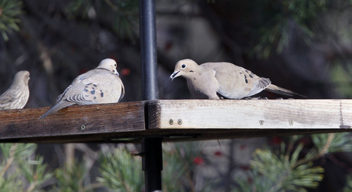 Al Hartmann  |  The Salt Lake Tribune
Mourning Doves feed in a bird feeder in Deedee O'Brien's backyard. O'Brien will participate in the Audobon Christmas bird count which starts December 14.