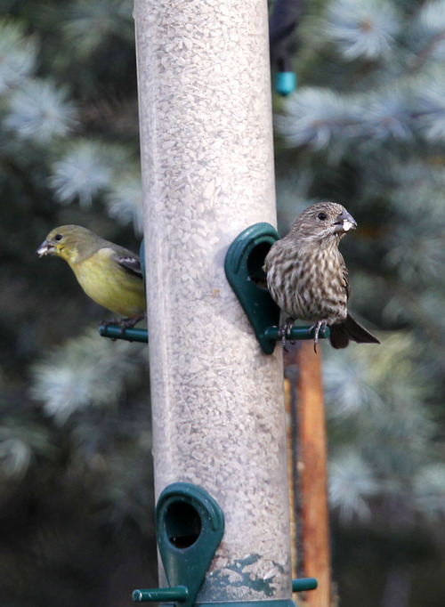 Al Hartmann  |  The Salt Lake Tribune
Lesser Goldfinch, left, and American Goldfinch eat sunflower seeds for a bird feeder in Deedee O'Brien's backyard. O'Brien will participate in the Audobon Christmas bird count which starts December 14.
