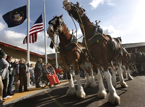 Leah Hogsten  |  The Salt Lake Tribune
The Budweiser Clydesdale team visits veterans and their families at the George E. Wahlen Veterans Home on Friday in Ogden. The Utah Department of Veterans Affairs held a Pearl Harbor remembrance ceremony at the home.