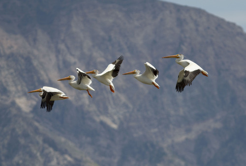 Trent Nelson  |  Tribune file photo
Pelicans fly over the Great Salt Lake in May. The U.S. Fish and Wildlife Service is proposing a conservation easement program for the Bear River and its tributaries as it flows through Utah, Idaho and Wyoming.