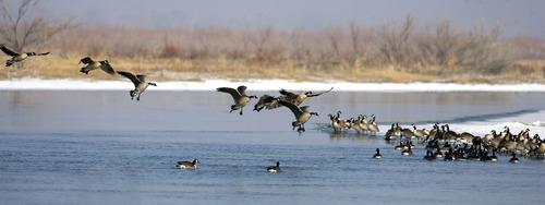 Al Hartmann | Tribune file photo
Canada geese land on a branch of the Bear River near the Bear River Migratory Bird Refuge west of Brigham City. The U.S. Fish and Wildlife Service is proposing a conservation easement program for the Bear River and its tributaries as it flows through Utah, Idaho and Wyoming.