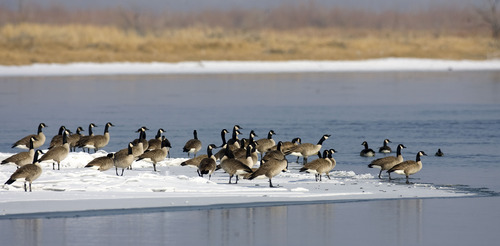 Al Hartmann  |  Tribune file photo
Canada geese on a patch of ice on the Bear River near Brigham City. The U.S. Fish and Wildlife Service is proposing a conservation easement program for the Bear River and its tributaries as it flows through Utah, Idaho and Wyoming.