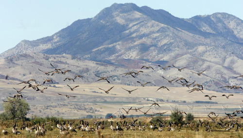 Al Hartmann | Tribune file photo
Canada geese rise from the shores of the Bear River. The U.S. Fish and Wildlife Service is proposing a conservation easement program for the Bear River and its tributaries as it flows through Utah, Idaho and Wyoming.