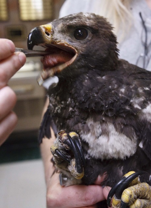 Leah Hogsten  |  The Salt Lake Tribune
The golden eagle is fed beef heart Friday, July 6, 2012 in Ogden. 
Phoenix was estimated to be about 70 days old and was feared lost when the Dump Fire near Saratoga Springs burned its nest to a crisp in  July.  A volunteer found the young eagle hiding under a juniper tree. Evidence at the scene showed Phoenix's parents tried to feed the chick, but a burned face and feet prevented it from being able to eat. Phoenix was taken to the Wildlife Rehabilitation Center of Northern Utah, but has been receiving help from third-graders at Riverton Elementary School.