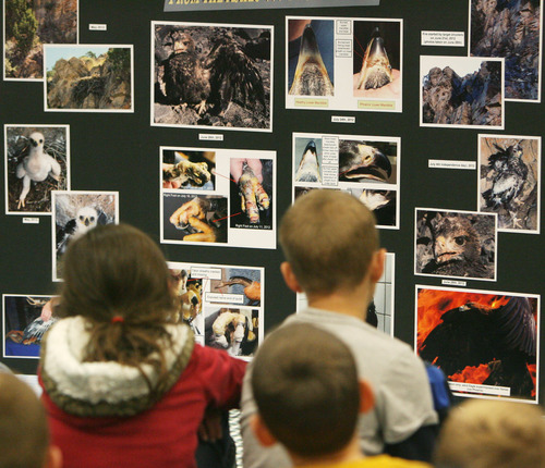 Steve Griffin | The Salt Lake Tribune


Students in Raegan Fay's third-grade class look at pictures of "Phoenix" an eagle that was burned the Saratoga Springs 'Dump Fire' last summer, during a visit from people from the Wildlife Rehabilitation Center of Northern Utah where the bird is being rehabilitaed. The students where honored for their help in the rehabilitation of the eagle. The students organized a service project for the eagle, named Phoenix, to aid in its recovery. The students basically adopted Phoenix, raised money for its rehabilitation, made a scrapbook to chronicle the eagle's recovery, and built 30 bird perches for other birds injured in the fire. The service project was such a success, the students collected enough supplies to take care of Phoenix for a year. For all their hard work in helping to save the life of this precious eagle, the Wildlife Rehabilitation Center of Northern Utah will surprise Mrs. Fay's class with a thank you party at the Riverton school in Riverton, Utah Monday December 10, 2012.