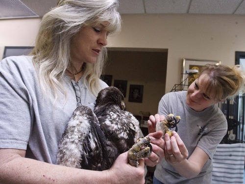 Leah Hogsten  |  The Salt Lake Tribune
Executive director of Wildlife Rehabilitation Center of Northern Utah DaLyn Erickson  and Amber Hansen (right) tends the Golden Eagle Friday, July 6, 2012 in Ogden. 
A 70-day-old Golden Eagle was feared lost when the Dump Fire burnt its nest to a crisp. A volunteer found the young eagle hiding under a juniper tree. Evidence at the scene proves the parents tried to feed the chick, but a burnt face and feet prevented it from being able to eat. The raptor was taken to the Wildlife Rehabilitation Center of Northern Utah who was nicknamed "Phoenix".