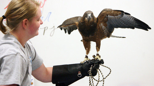 Steve Griffin | The Salt Lake Tribune


Erin Adams, of the Wildlife Rehabilitation Center of Northern Utah, holds Darth, a Swainson's Hawk, as they visit Riverton Elementary School to honor  Raegan  Fay's third-grade class for their help in the rehabilitation of an eagle that was burned the Saratoga Springs 'Dump Fire' last summer. The students organized a service project for the eagle, named Phoenix, to aid in its recovery. The students basically adopted Phoenix, raised money for its rehabilitation, made a scrapbook to chronicle the eagle's recovery, and built 30 bird perches for other birds injured in the fire. The service project was such a success, the students collected enough supplies to take care of Phoenix for a year. For all their hard work in helping to save the life of this precious eagle, the Wildlife Rehabilitation Center of Northern Utah will surprise Mrs. Fay's class with a thank you party at the Riverton school in Riverton, Utah Monday December 10, 2012.