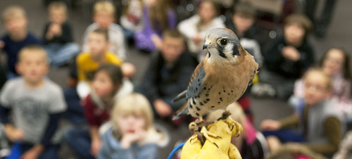 Steve Griffin | The Salt Lake Tribune


Erin Adams, of the Wildlife Rehabilitation Center of Northern Utah, holds Mr. "P", a American Kestrel, as they visit Riverton Elementary School to honor  Raegan  Fay's third-grade class for their help in the rehabilitation of an eagle that was burned the Saratoga Springs 'Dump Fire' last summer. The students organized a service project for the eagle, named Phoenix, to aid in its recovery. The students basically adopted Phoenix, raised money for its rehabilitation, made a scrapbook to chronicle the eagle's recovery, and built 30 bird perches for other birds injured in the fire. The service project was such a success, the students collected enough supplies to take care of Phoenix for a year. For all their hard work in helping to save the life of this precious eagle, the Wildlife Rehabilitation Center of Northern Utah will surprise Mrs. Fay's class with a thank you party at the Riverton school in Riverton, Utah Monday December 10, 2012.