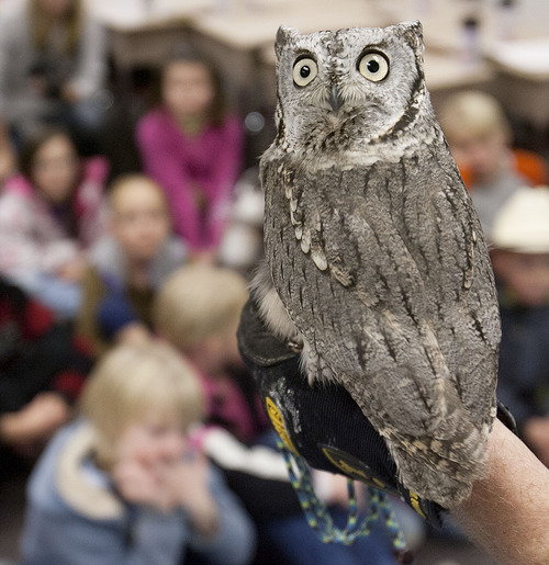 Steve Griffin | The Salt Lake Tribune
Erin Adams, of the Wildlife Rehabilitation Center of Northern Utah, holds Pete, a western screech owl, as they visit Riverton Elementary School to honor  Raegan Fay's third-grade class for their help in the rehabilitation of an eagle that was burned the Saratoga Springs 'Dump Fire' last summer. The students organized a service project for the eagle, named Phoenix, to aid in its recovery. The students basically adopted Phoenix, raised money for its rehabilitation, made a scrapbook to chronicle the eagle's recovery, and built 30 bird perches for other birds injured in the fire. The service project was such a success, the students collected enough supplies to take care of Phoenix for a year. For all their hard work in helping to save the life of this precious eagle, the Wildlife Rehabilitation Center of Northern Utah will surprise Mrs. Fay's class with a thank you party at the Riverton school in Riverton, Utah Monday December 10, 2012.