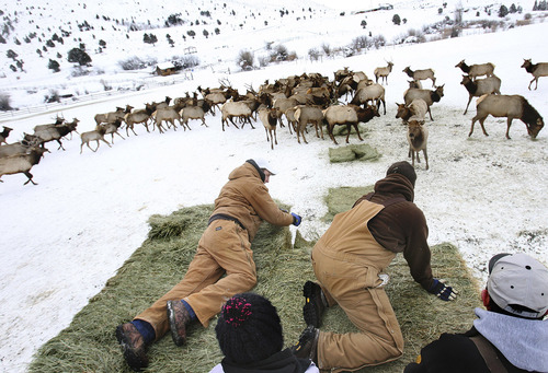Scott Sommerdorf  |  Tribune file photo
The annual free elk viewing at Hardware Ranch in Cache County begins Friday and the ranch's Rocky Mountain Elk Festival is Saturday. On average, about 350 elk can be seen at the ranch.