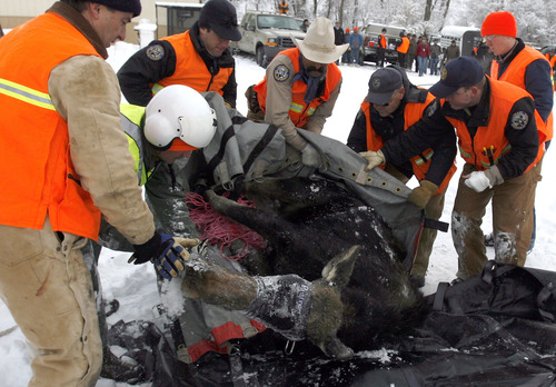 Al Hartmann |  Tribune file photo
Members of the Utah and Colorado Division of Wildlife Rescources carefully move a captured moose from its helicopter flight bag onto a carrying tarp in preparation for tranporting it to Colorado as part of an animal exchange program.