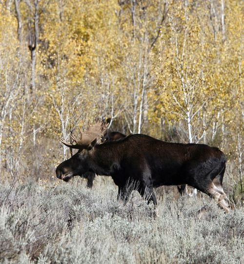Al Hartmann | Tribune file photo
A bull moose lazes in sage and aspen trees on the way up the Old Juniper Trail in Logan Canyon in 2006.