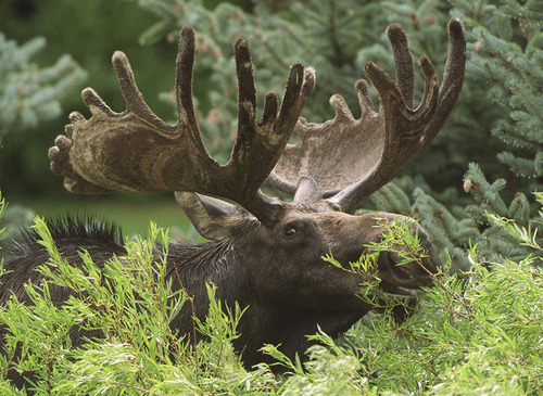 Steve Griffin |  Tribune file photo
A bull moose munches on some fairway shrubbery at Jeremy Ranch.