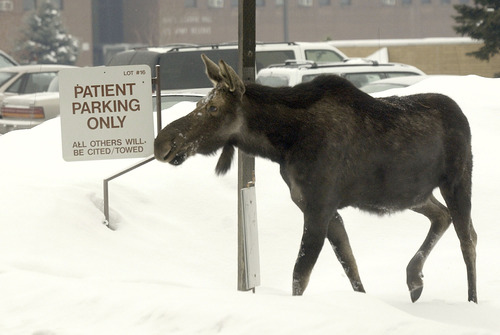 Steve Griffin | Tribune file photo
A cow moose makes her way through a parking lot on Foothill Boulevard. It was later tranquilized by the Division of Wildlife Resources and relocated to a more remote area.