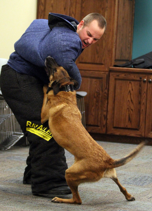 Rick Egan  |  The Salt Lake Tribune 
Davis County Sheriff's Deputy Steve Sanford is attacked by Clyde, the recently retired K9, during an demonstration at the Davis County Sheriff's Office earlier this month. Clyde, a 6-year-old Belgian Malinois, has been with the Davis County Sheriff's Office for just over three years and has had some medical problems that have made it hard for him to continue. He will retire to the comfort of the home of his handler, Deputy Brandon Roundy, where he is part of their family.