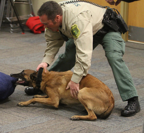 Rick Egan  | The Salt Lake Tribune 
Davis County Sheriff's Deputy Brandon Roundy grabs Clyde, a recently retired K9, during a demonstration at the Davis County Sheriff's Office Thursday, December 6, 2012. Clyde has been with the Davis County Sheriff's Office for just over three years and has had some medical problems that have made it hard for him to continue. He will continue to live with his handler, Deputy Brandon Roundy, where Clyde is part of their family.
