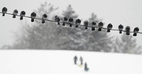 Al Hartmann  |  The Salt Lake Tribune
Pigeons huddle together on wire in Sugarhouse Park during Wednesday's  storm December 26 as sledders take to the fresh snow on the south side hill.