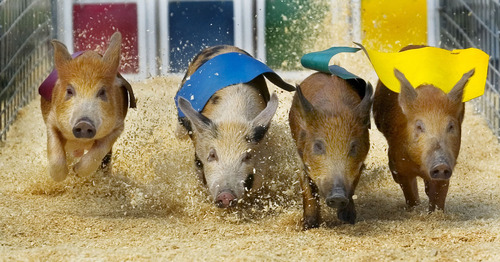 Steve Griffin | The Salt Lake Tribune

With sawdust flying and their colors flapping, four pigs from the Cook's Racing Pig show head for the first and only corner during their race at the opening day of the Utah State Fair in Salt Lake City, Sept. 8, 2005.