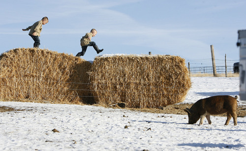 Scott Sommerdorf  |  The Salt Lake Tribune
CHRISTIANSEN'S HOG HEAVEN
Five-year-old Hans (left), and his brother Dane (3) play on bales of hay as the pigs patrol the farm. Christian and Hollie Christiansen raise Utah's only herd of Berkshire pigs, on their rural Utah farm in Vernon. This "heritage" breed of pork is meatier and has marbled fat (like a steak.) It's very different from mass-produced pork. The Christiansens started out small, but are slowly growing as more people want to eat locally produced meats.