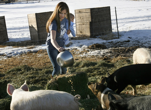 Scott Sommerdorf  |  The Salt Lake Tribune
CHRISTIANSEN'S HOG HEAVEN
Hollie Christiansen along with 1-year-old Shia gives some food scraps to the pigs during a Sunday afternoon feeding, 1/3/10. Christian and Hollie Christiansen raise Utah's only herd of Berkshire pigs, on their rural Utah farm in Vernon. This "heritage" breed of pork is meatier and has marbled fat (like a steak.) It's very different from mass-produced pork. The Christiansens started out small, but are slowly growing as more people want to eat locally produced meats.