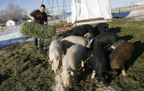 Scott Sommerdorf  |  The Salt Lake Tribune
CHRISTIANSEN'S HOG HEAVEN
Christian Christiansen puts out some alfalfa for his pigs during a Sunday afternoon feeding. Christian and Hollie Christiansen raise Utah's only herd of Berkshire pigs, on their rural Utah farm in Vernon. This "heritage" breed of pork is meatier and has marbled fat (like a steak.) It's very different from mass-produced pork. The Christiansens started out small, but are slowly growing as more people want to eat locally produced meats.