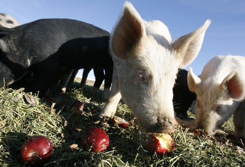 Scott Sommerdorf  |  The Salt Lake Tribune
Total state inventory of hogs (older swine weighing more than 120 pounds) and pigs (less than 120 pounds) was down 3 percent from Dec. 1, 2011 -- but up 1 percent from the previous quarter.