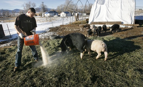 Scott Sommerdorf  |  The Salt Lake Tribune
CHRISTIANSEN'S HOG HEAVEN
Christian Christiansen pours out some feed for his Berkshire pigs. Christian and Hollie Christiansen raise Utah's only herd of Berkshire pigs, on their rural Utah farm in Vernon. This "heritage" breed of pork is meatier and has marbled fat (like a steak.) It's very different from mass-produced pork. The Christiansens started out small, but are slowly growing as more people want to eat locally produced meats.